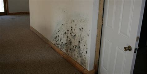 marin county mold testing